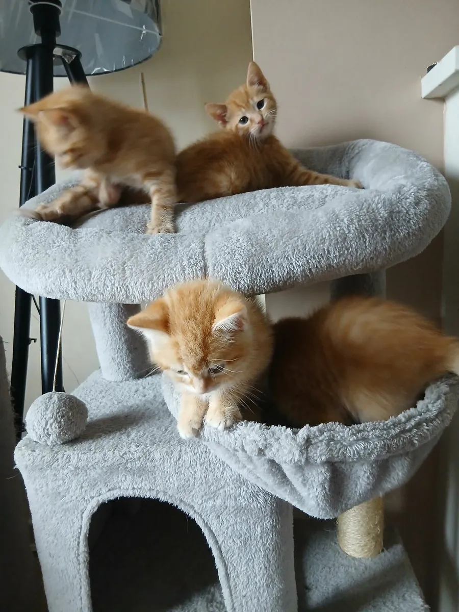 Kittens - Image 4