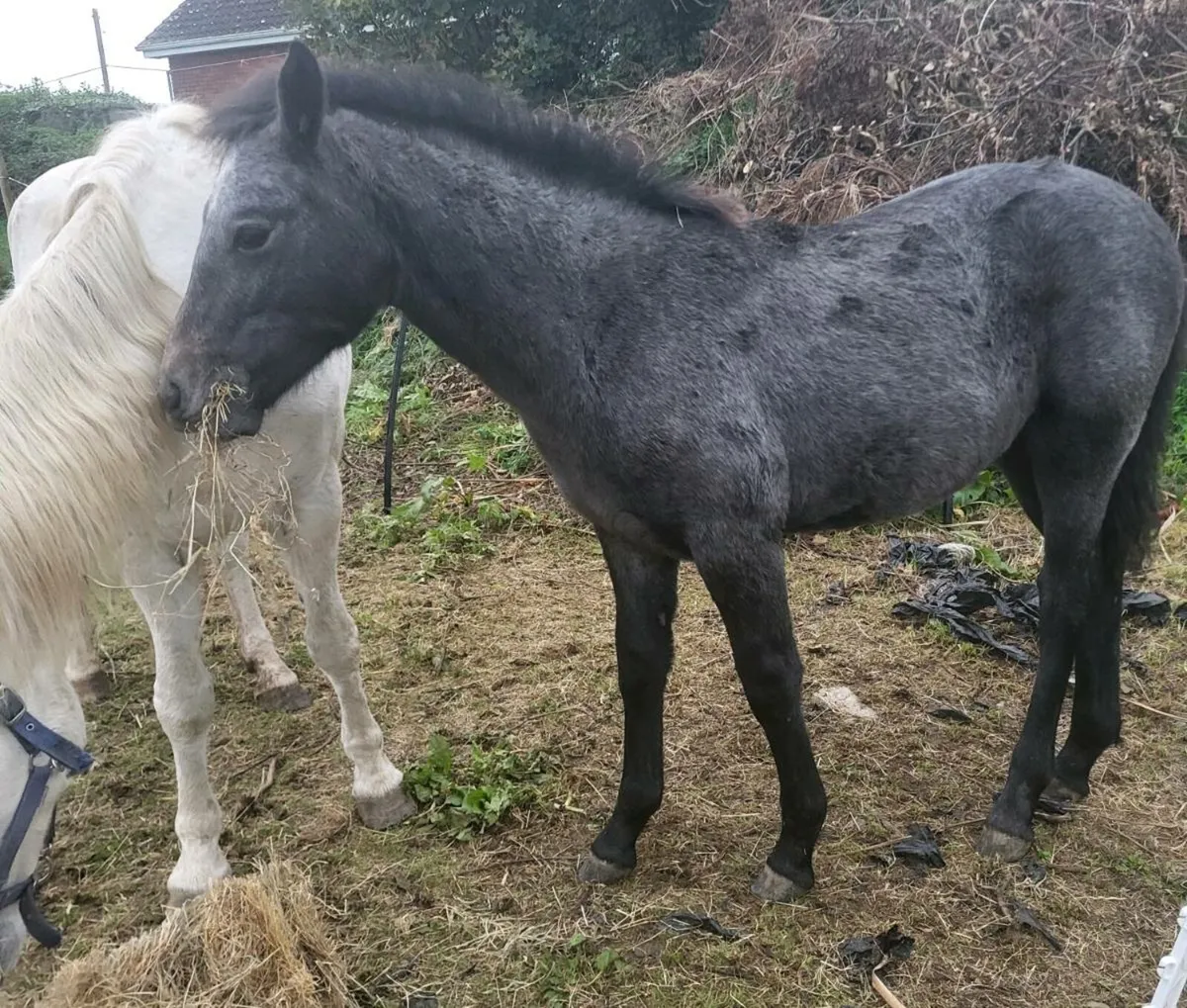 Connemara Colt foal - Image 1
