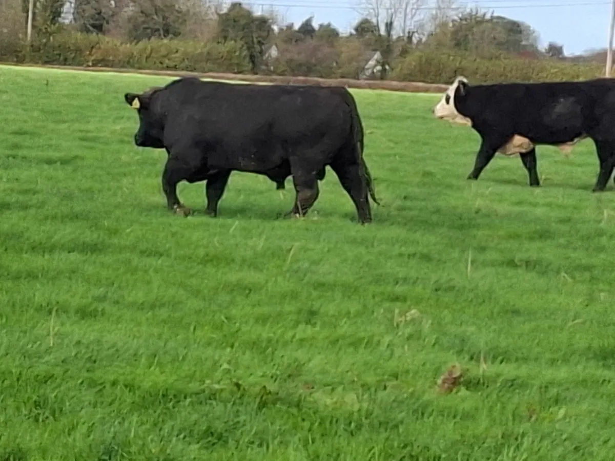 Pedigree Aberdeen Angus Bull - Image 3
