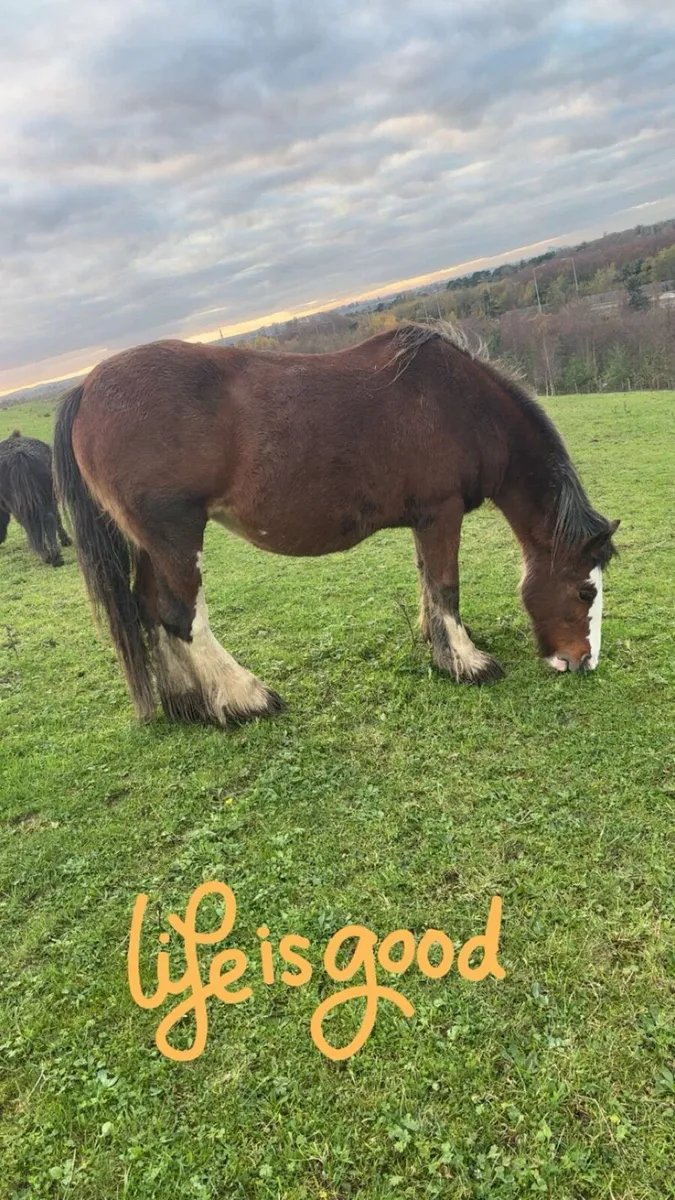 Bay heavy mare - Image 1