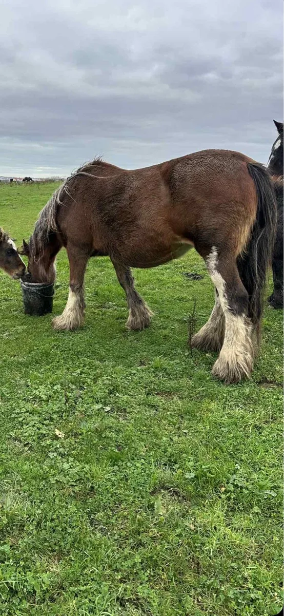 Bay heavy mare - Image 2