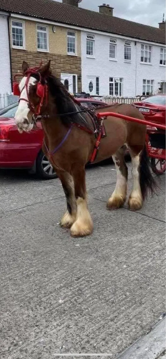 Bay heavy mare - Image 3