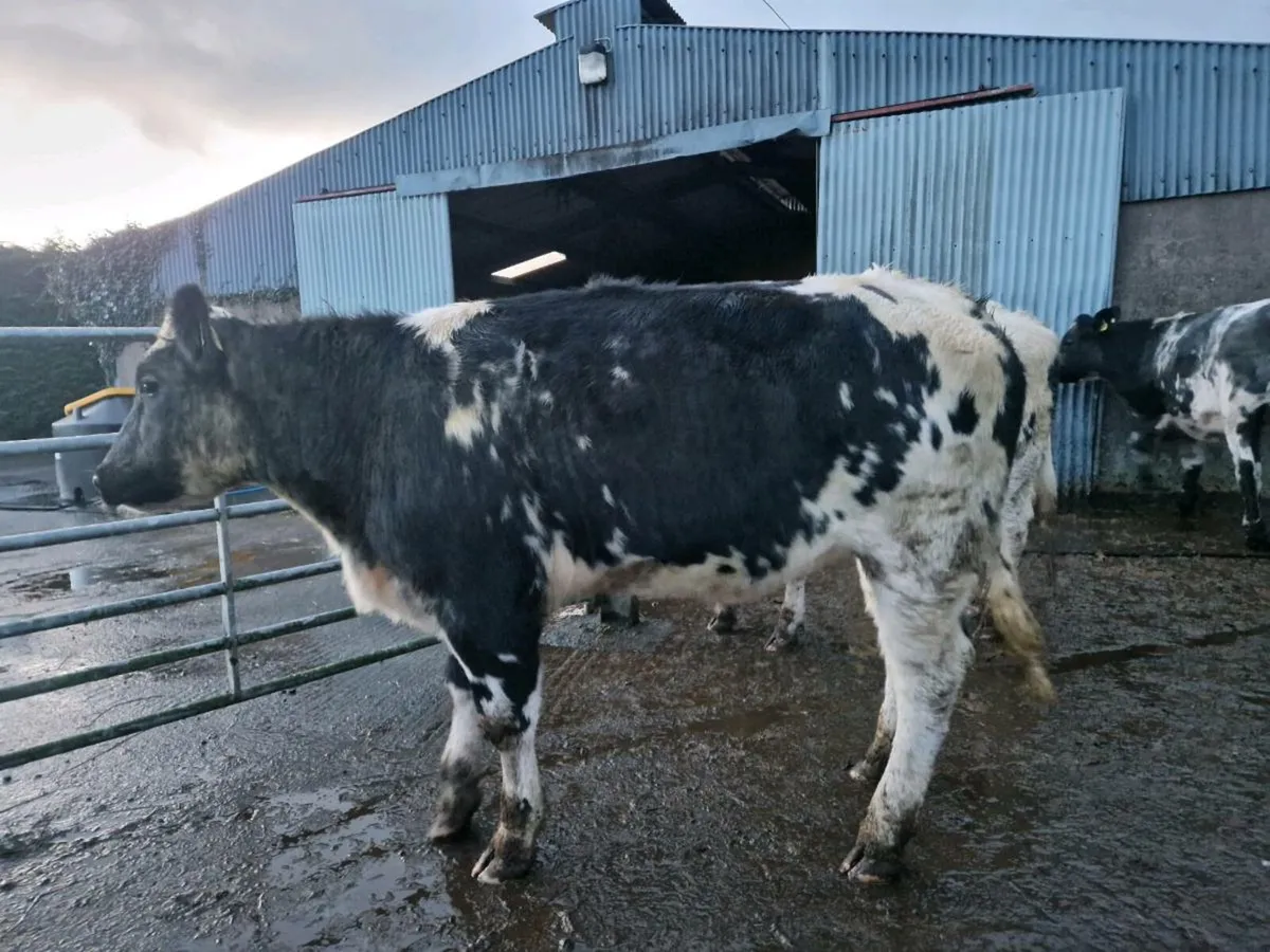 4 Blue Breeding Heifers - Image 2
