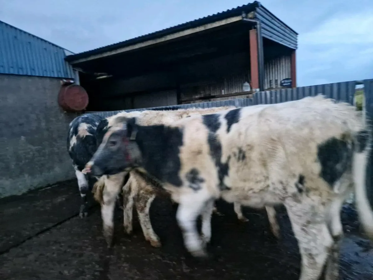 4 Blue Breeding Heifers - Image 3