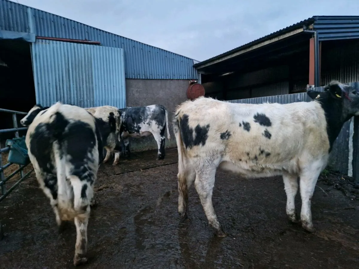 4 Blue Breeding Heifers - Image 4