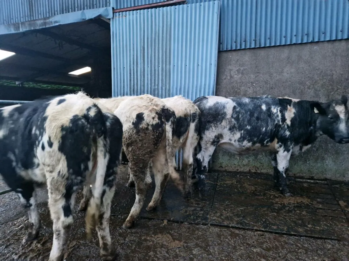 4 Blue Breeding Heifers - Image 1