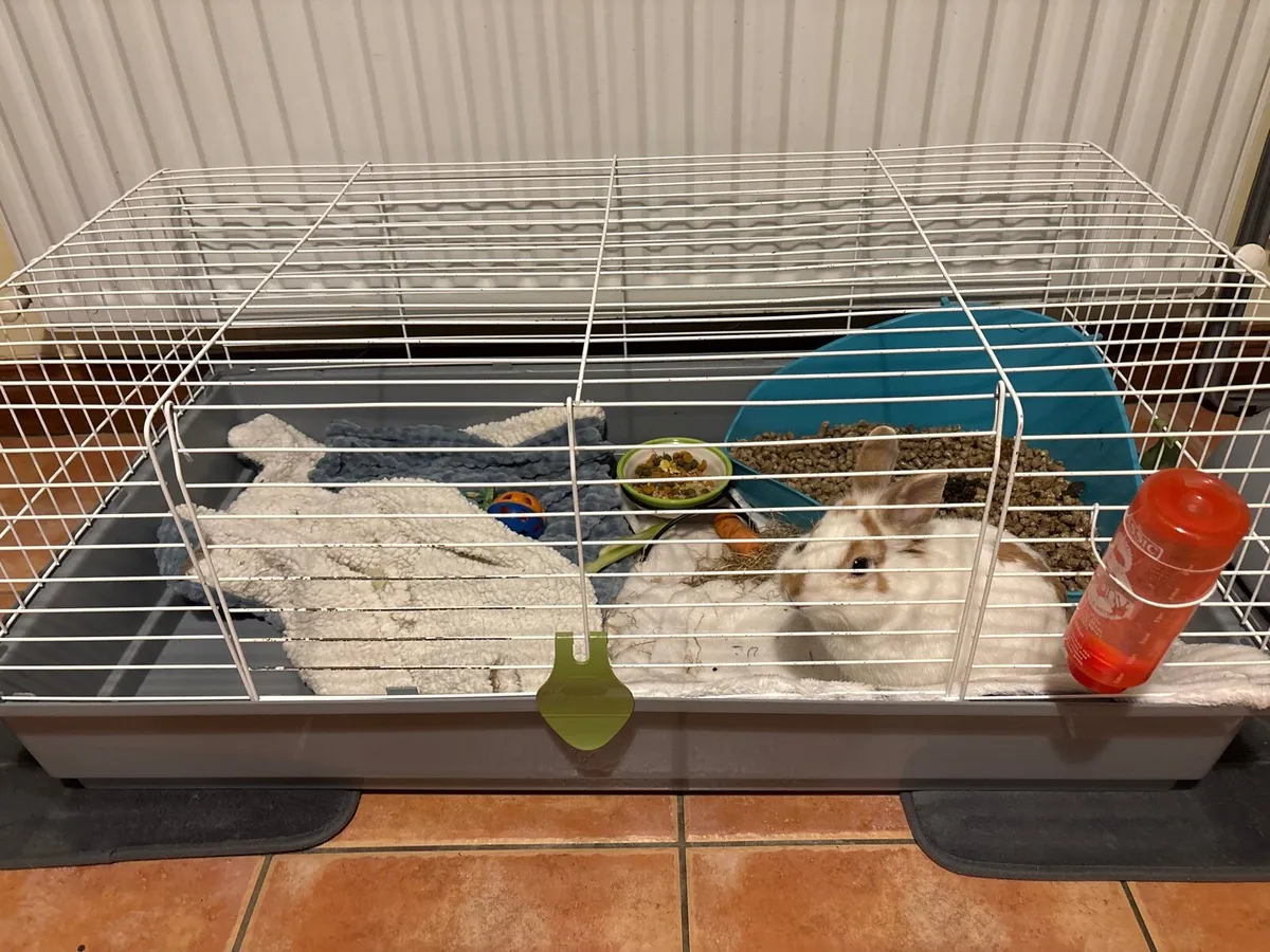 Rabbit + Cage - Image 1