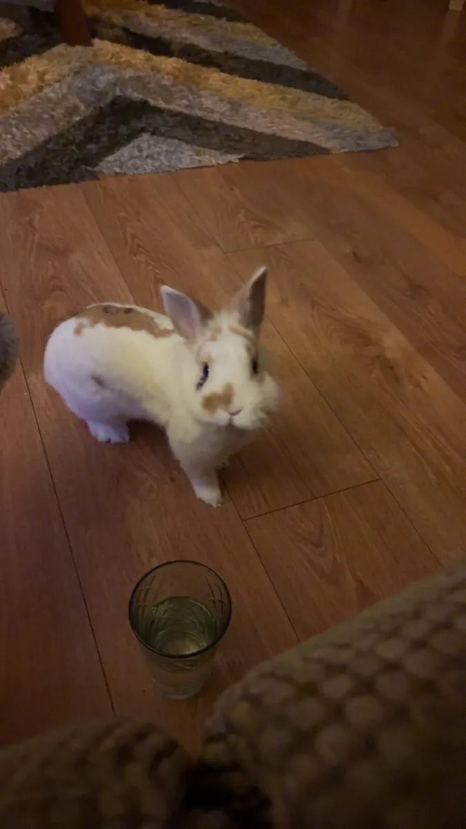 Rabbit + Cage - Image 2