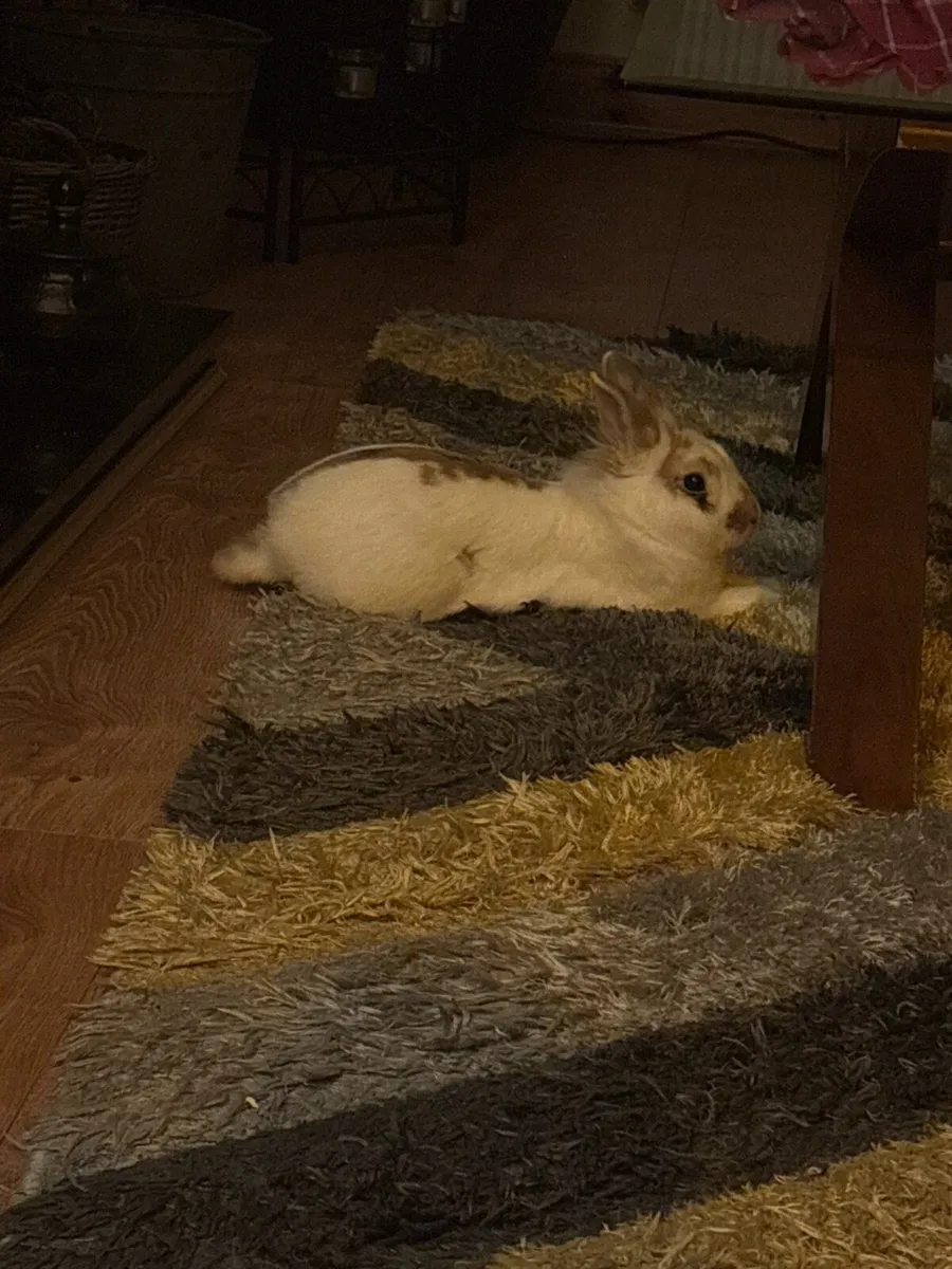 Rabbit + Cage - Image 3