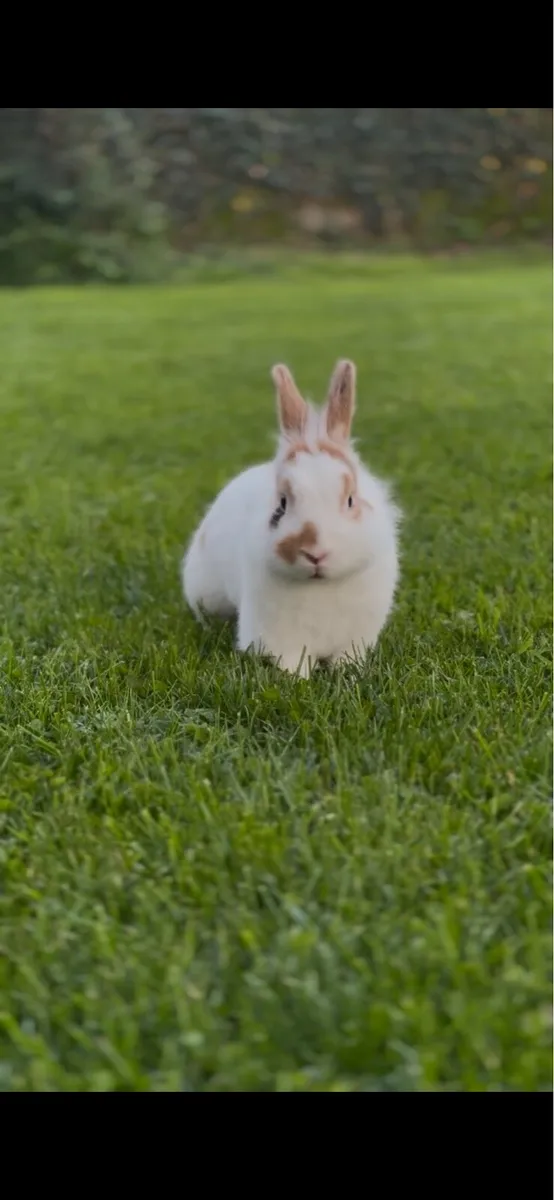 Rabbit + Cage - Image 4