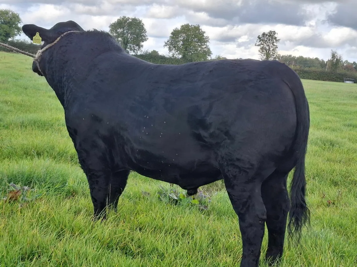 Pedigree Aberdeen Angus Bull - Image 1