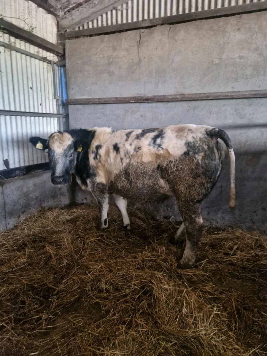 5  Springers Ballinasloe 22nd - Image 4