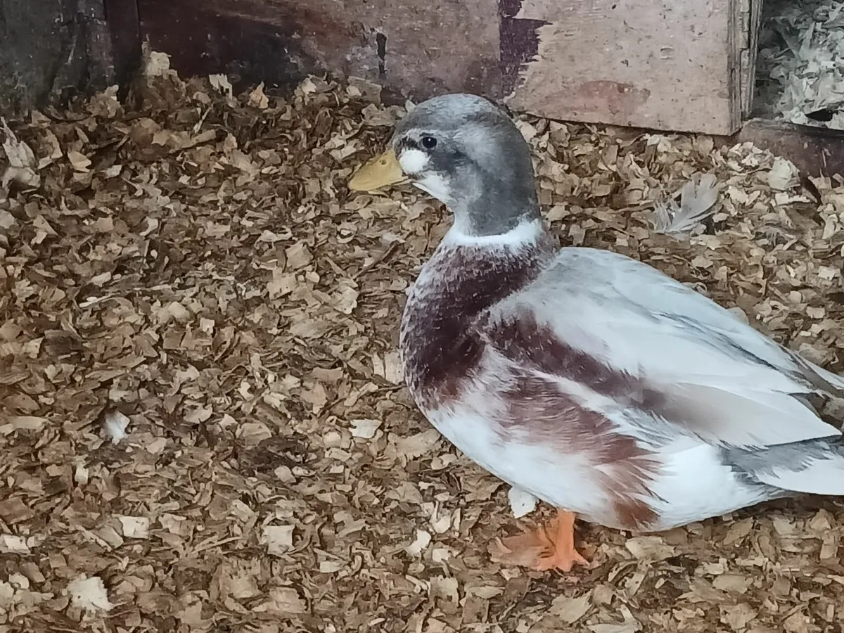 Butterscotch call drake