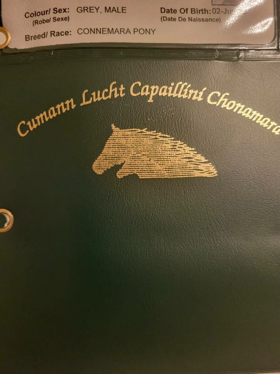 Connemara Colt foal - Image 3