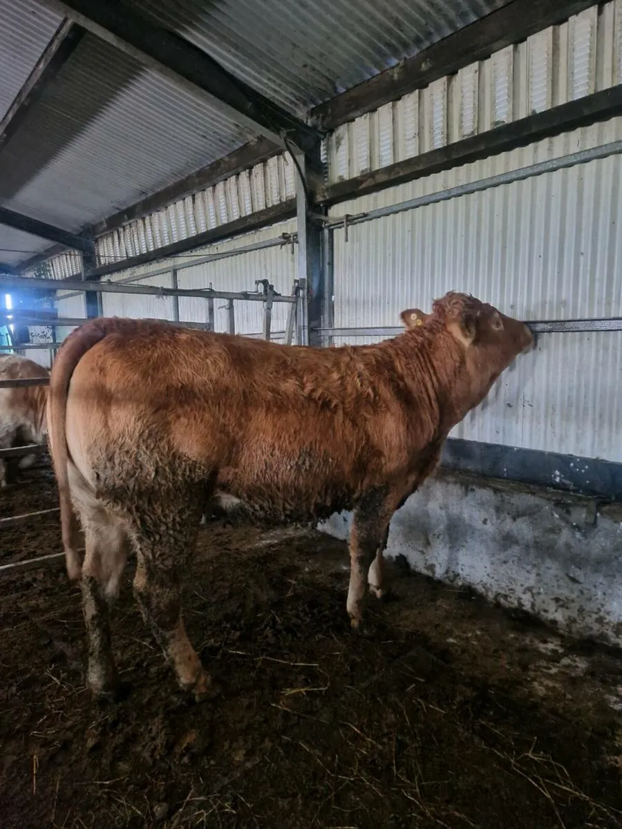 5  Springers Ballinasloe 22nd - Image 2