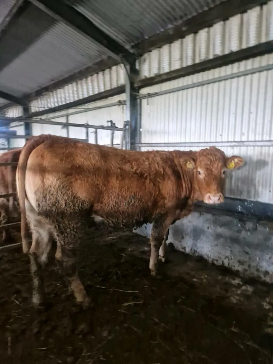 5  Springers Ballinasloe 22nd - Image 1