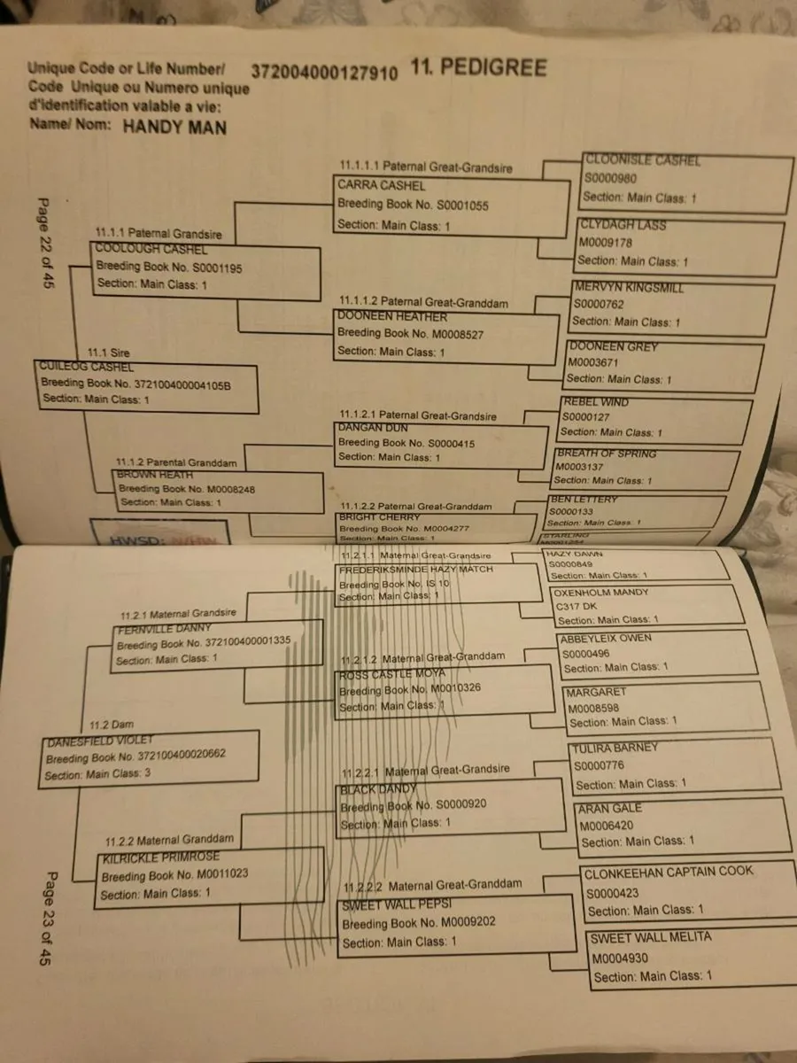 Connemara Colt foal - Image 2