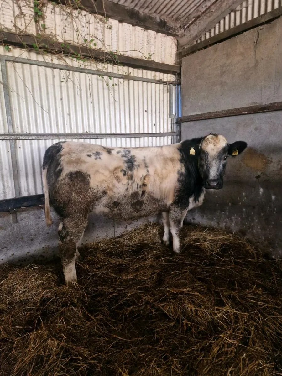 5  Springers Ballinasloe 22nd - Image 3