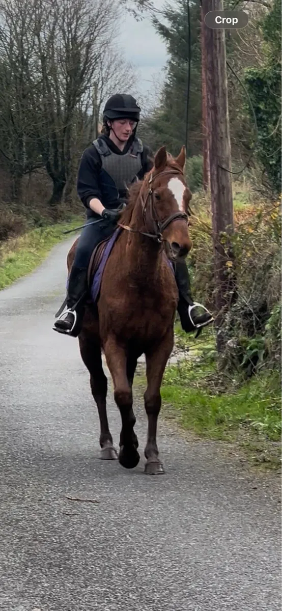 15.2hh Gelding - Image 1