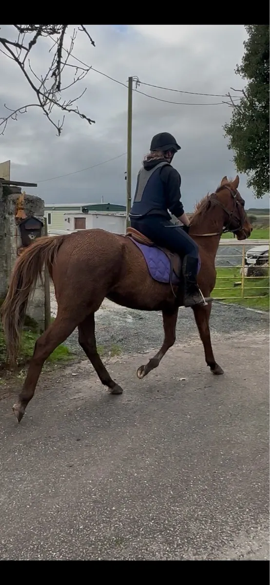 15.2hh Gelding - Image 2