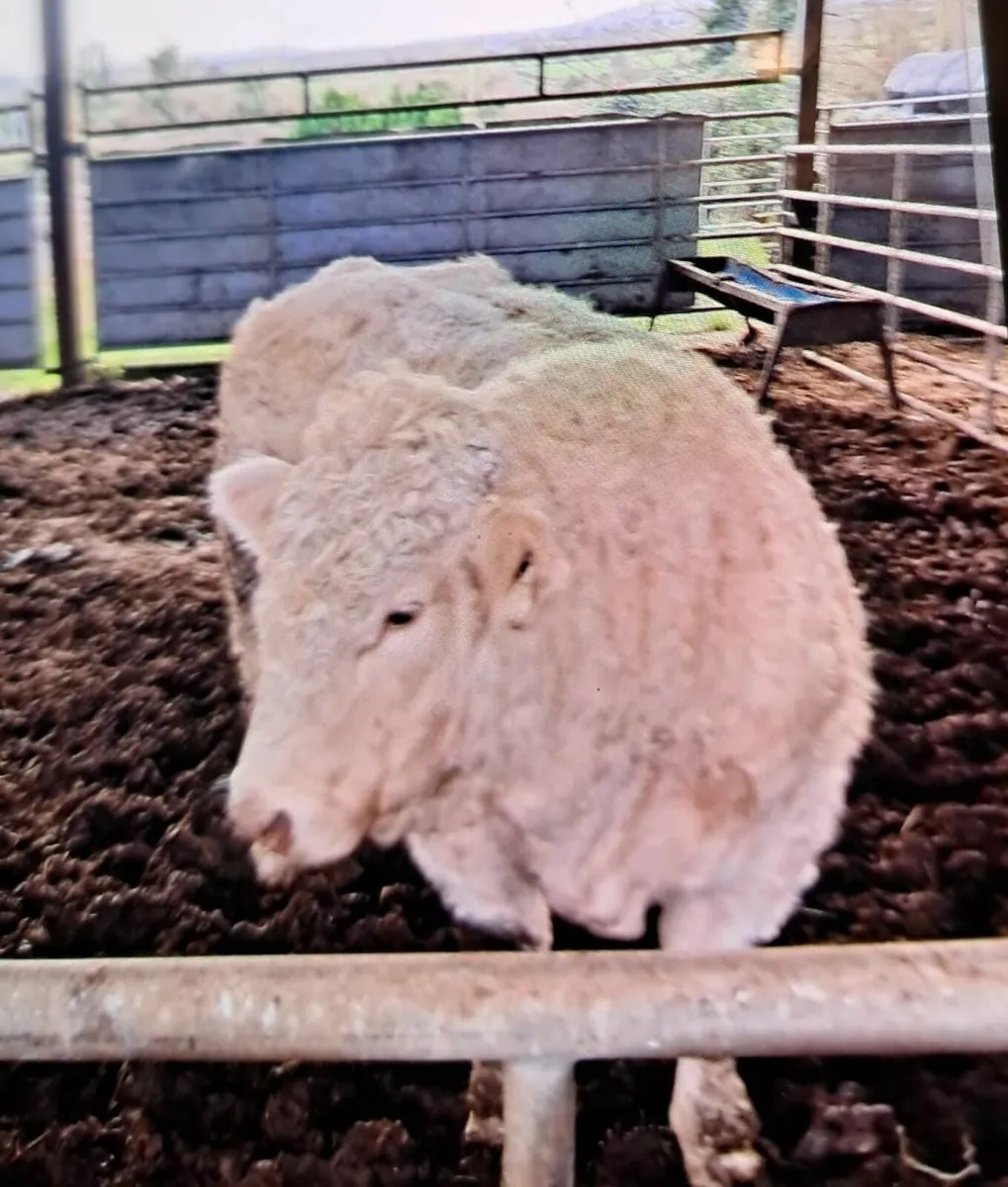 3/4 Bred Charolais Bull