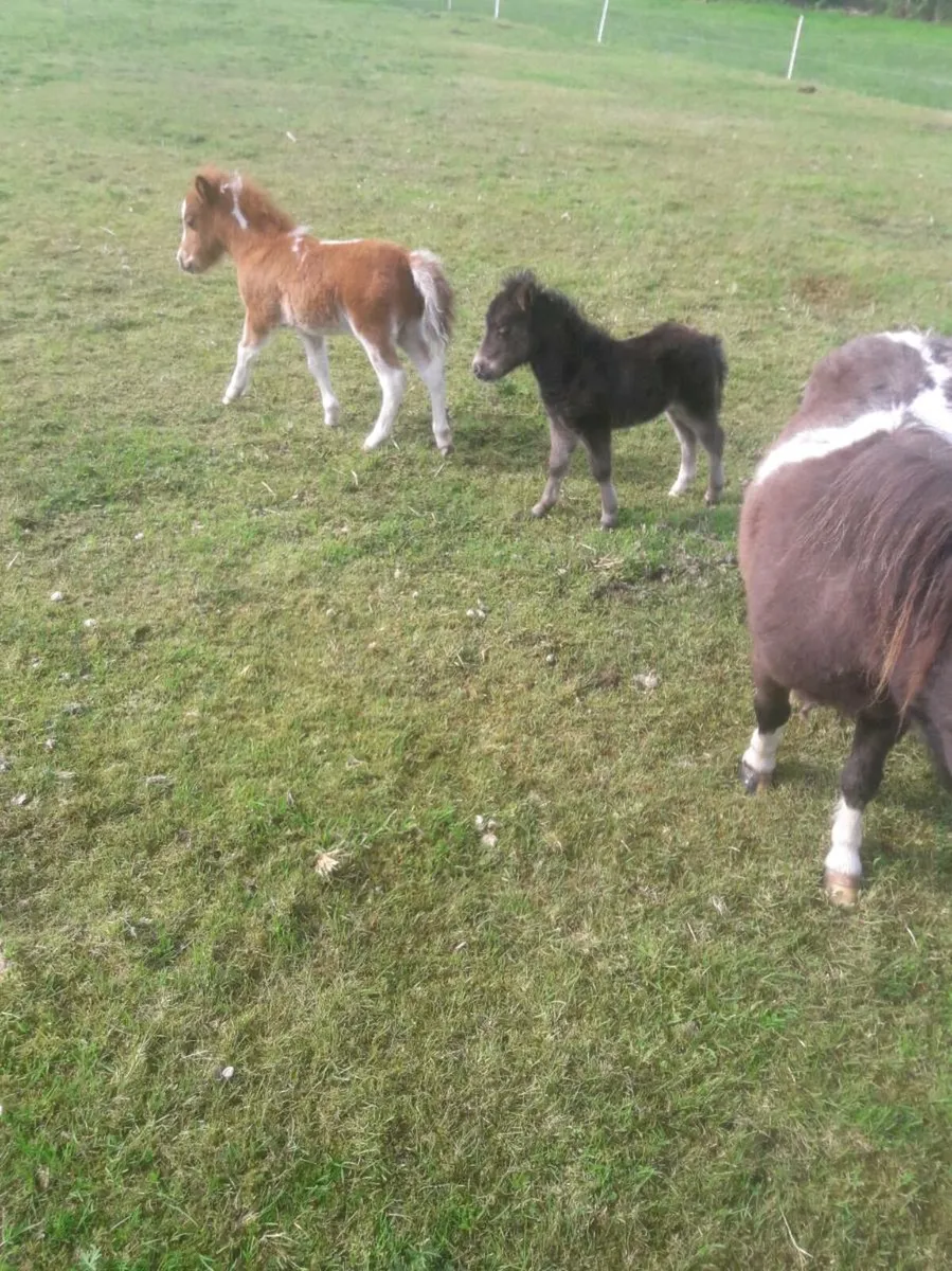 Miniature Falabella Foals - Image 1