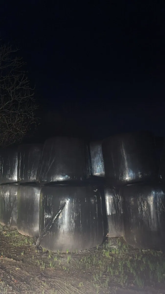 Hay and silage - Image 3