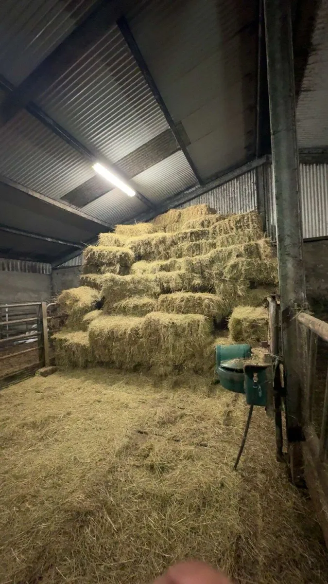 Hay and silage - Image 4