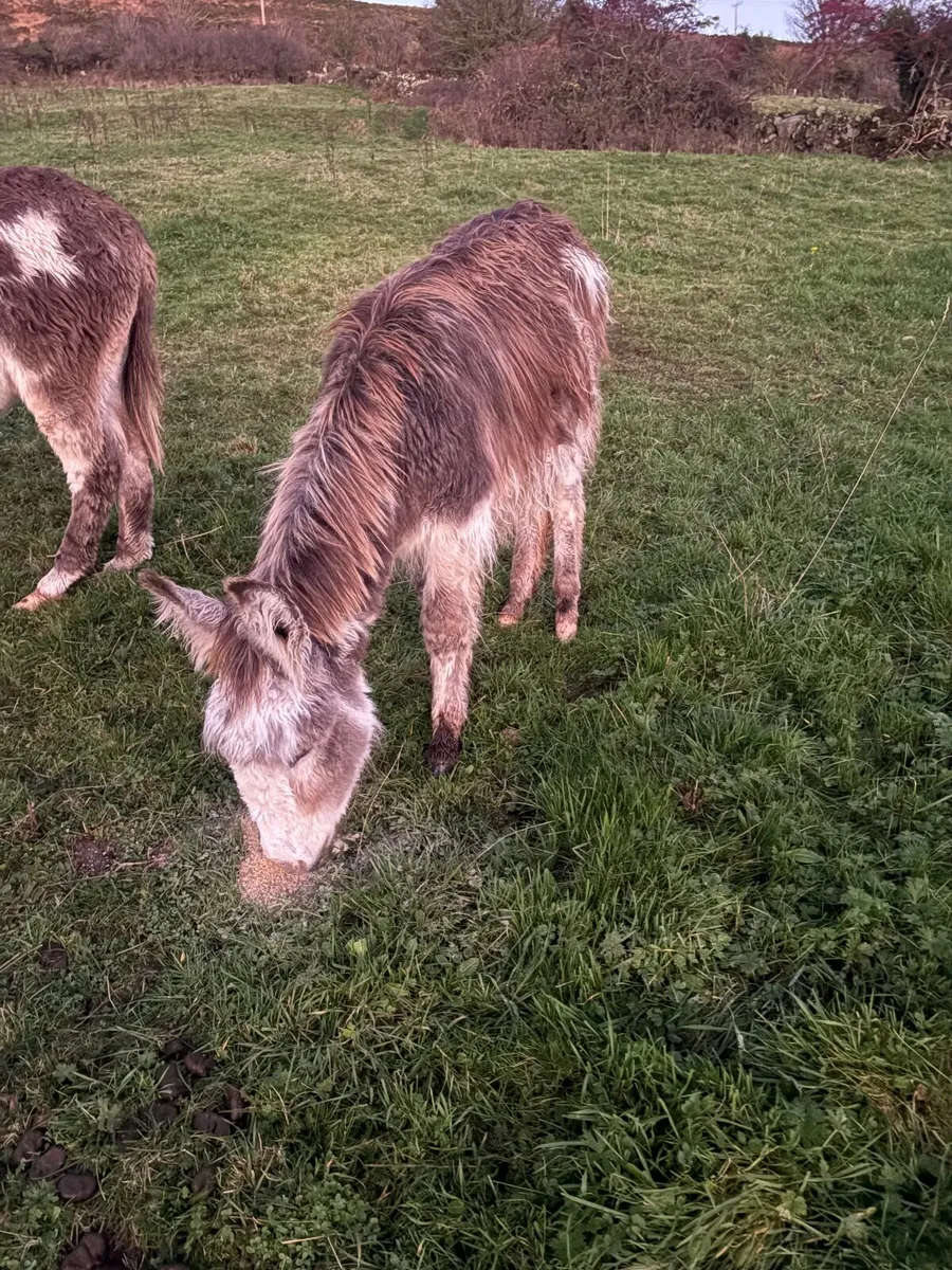 Piebald Jack foal - Image 1