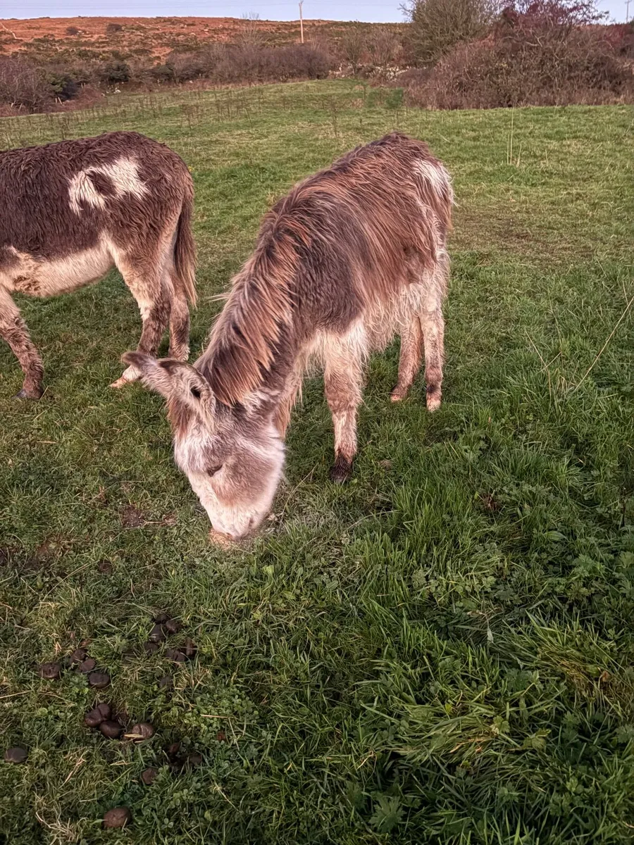 Piebald Jack foal - Image 2