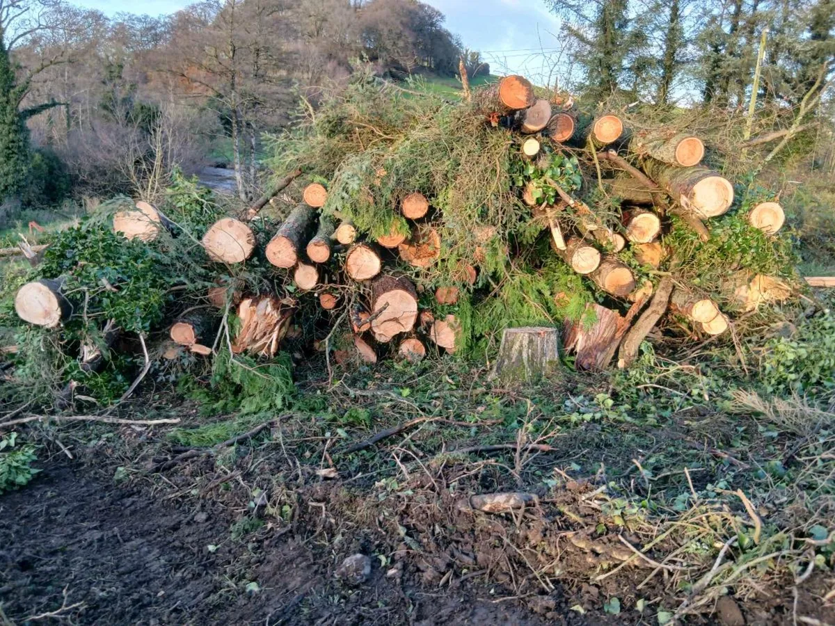 Timber for sale