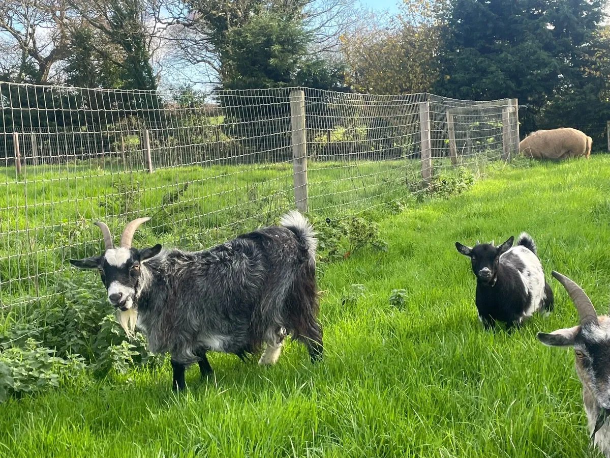 Pygmy goats - Image 1