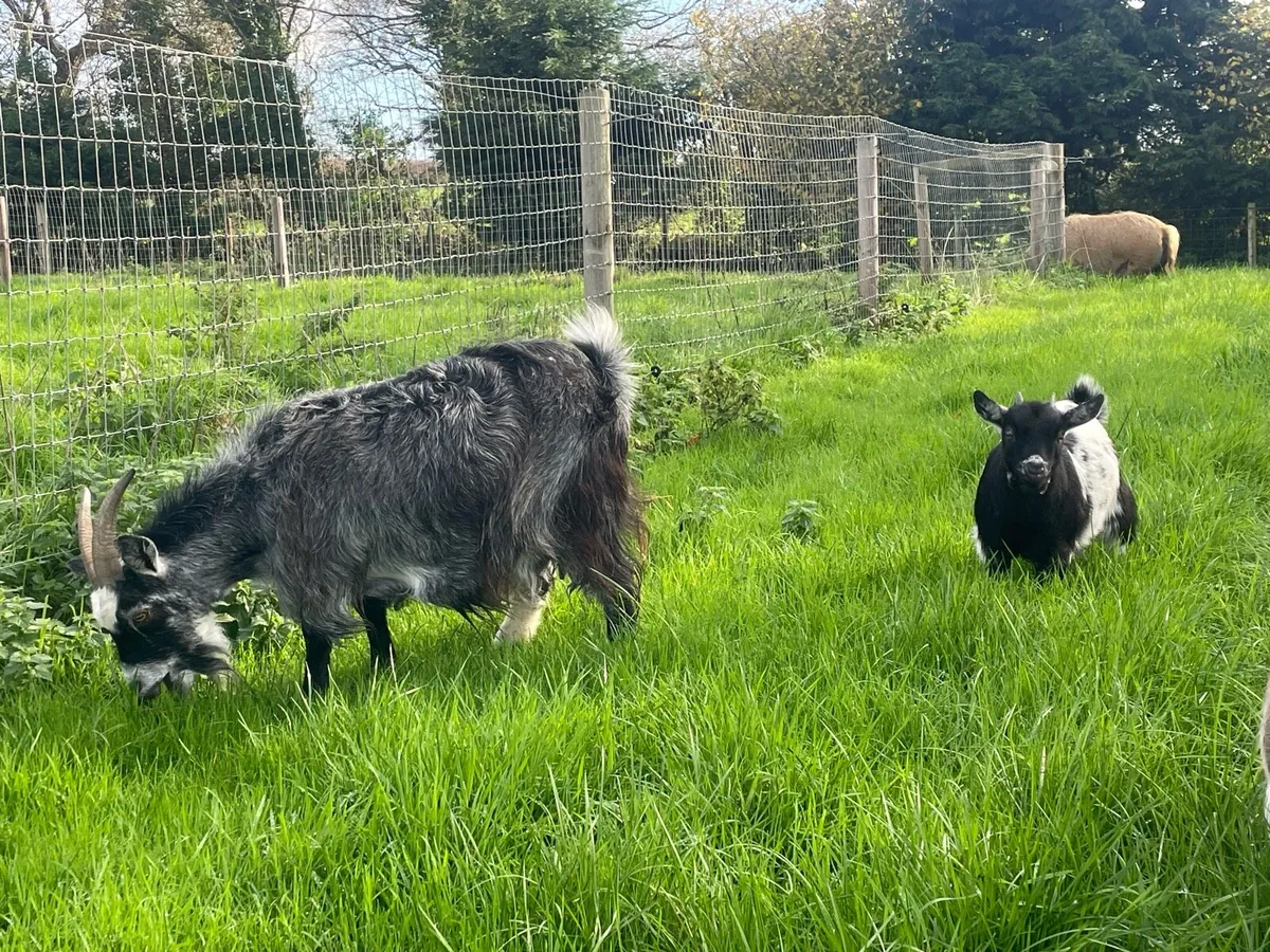 Pygmy goats - Image 3