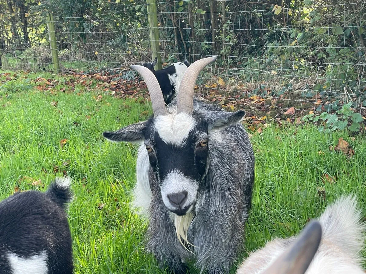 Pygmy goats - Image 4
