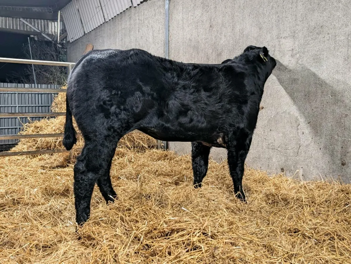 3 Show quality breeding heifers - Image 2