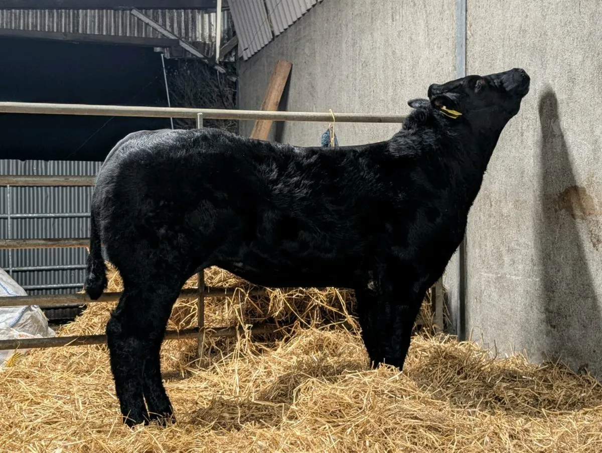 3 Show quality breeding heifers - Image 3
