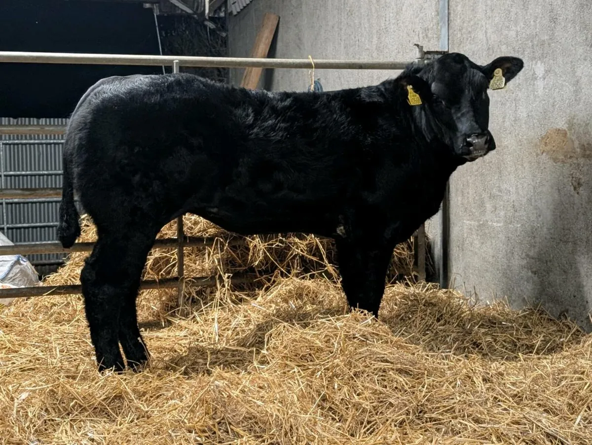 3 Show quality breeding heifers - Image 1