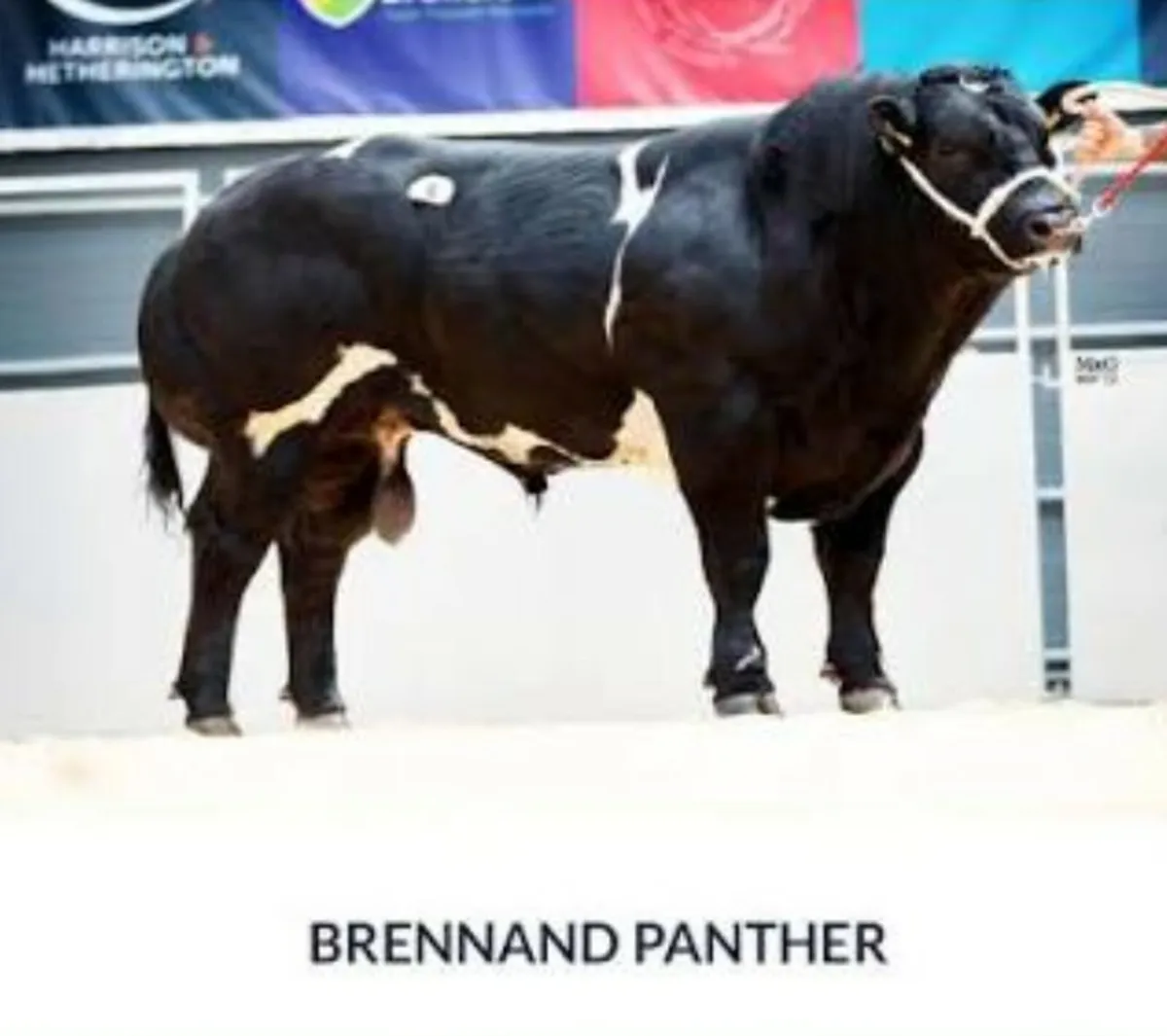 3 Show quality breeding heifers - Image 4