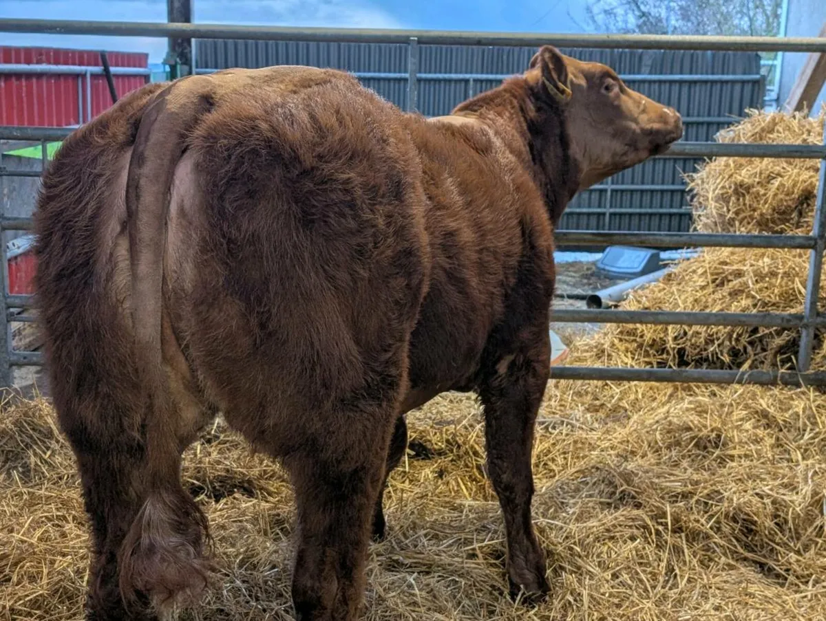 Show quality Hybrid breeding heifer - Image 2