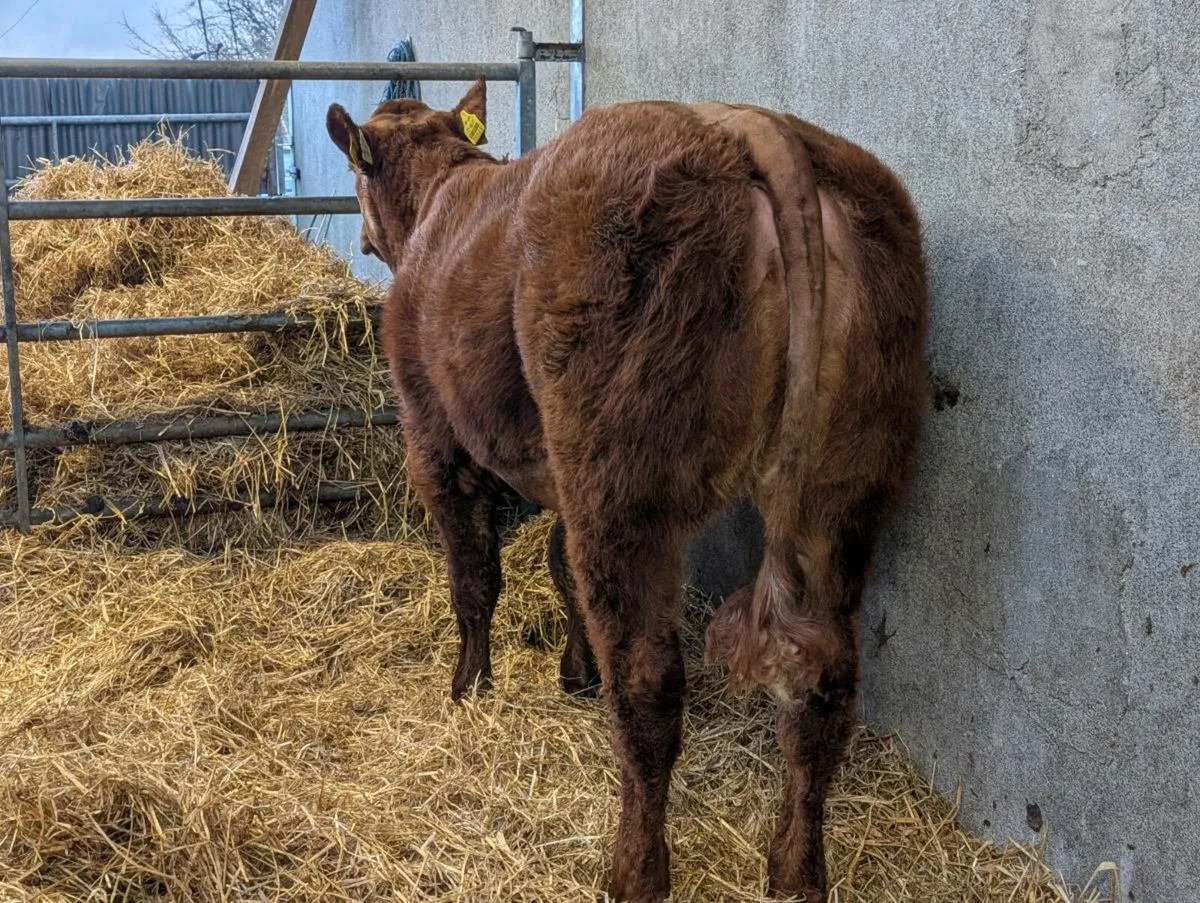 Show quality Hybrid breeding heifer - Image 1