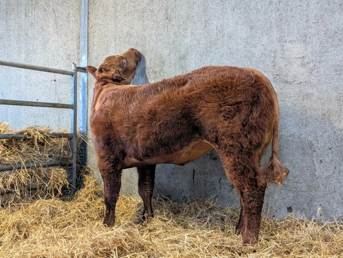 Show quality Hybrid breeding heifer - Image 3