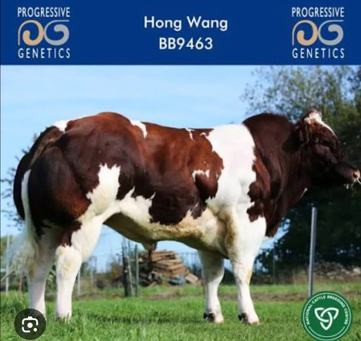 Show quality Hybrid breeding heifer - Image 4