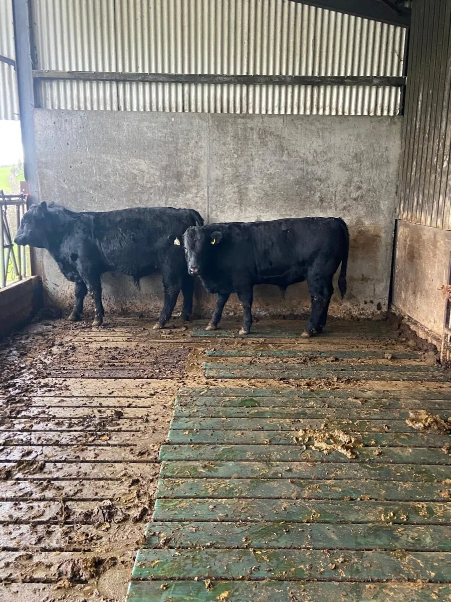 4 organic weanlings for sale - Image 1