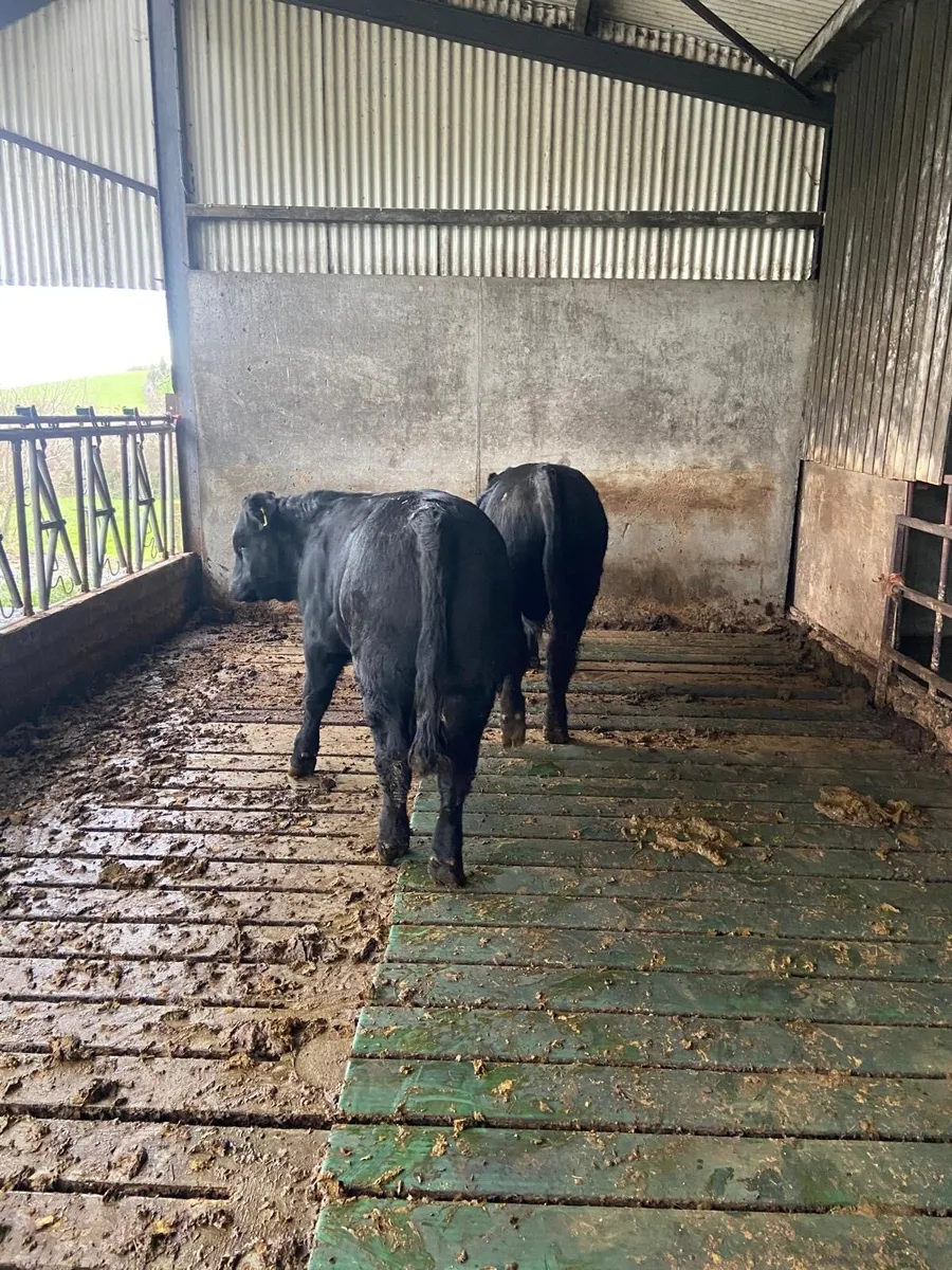 4 organic weanlings for sale - Image 2