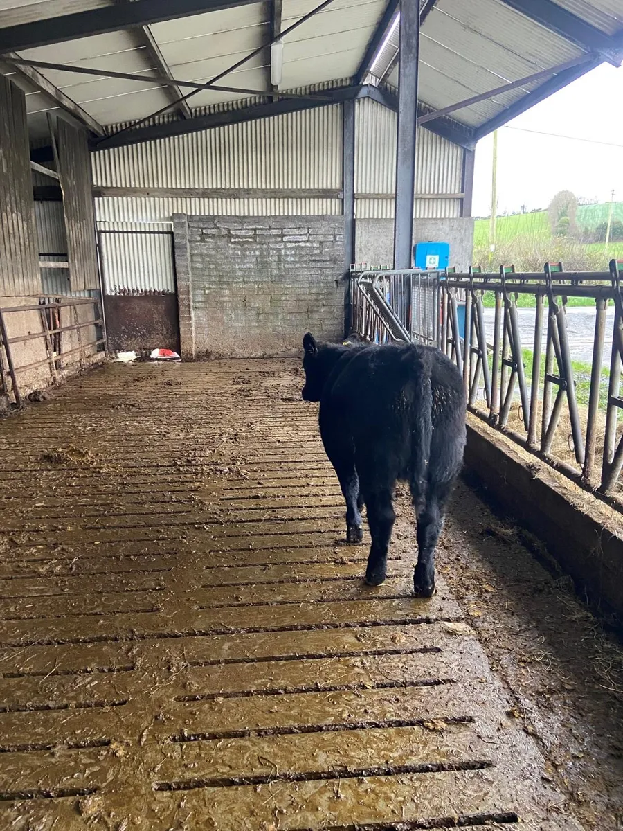 4 organic weanlings for sale - Image 3