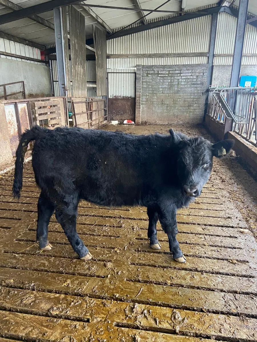 4 organic weanlings for sale - Image 4