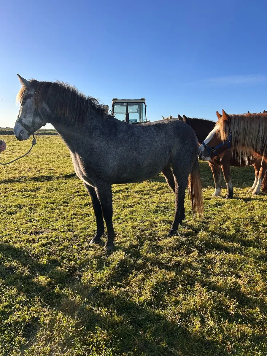 Connemara filly - Image 1