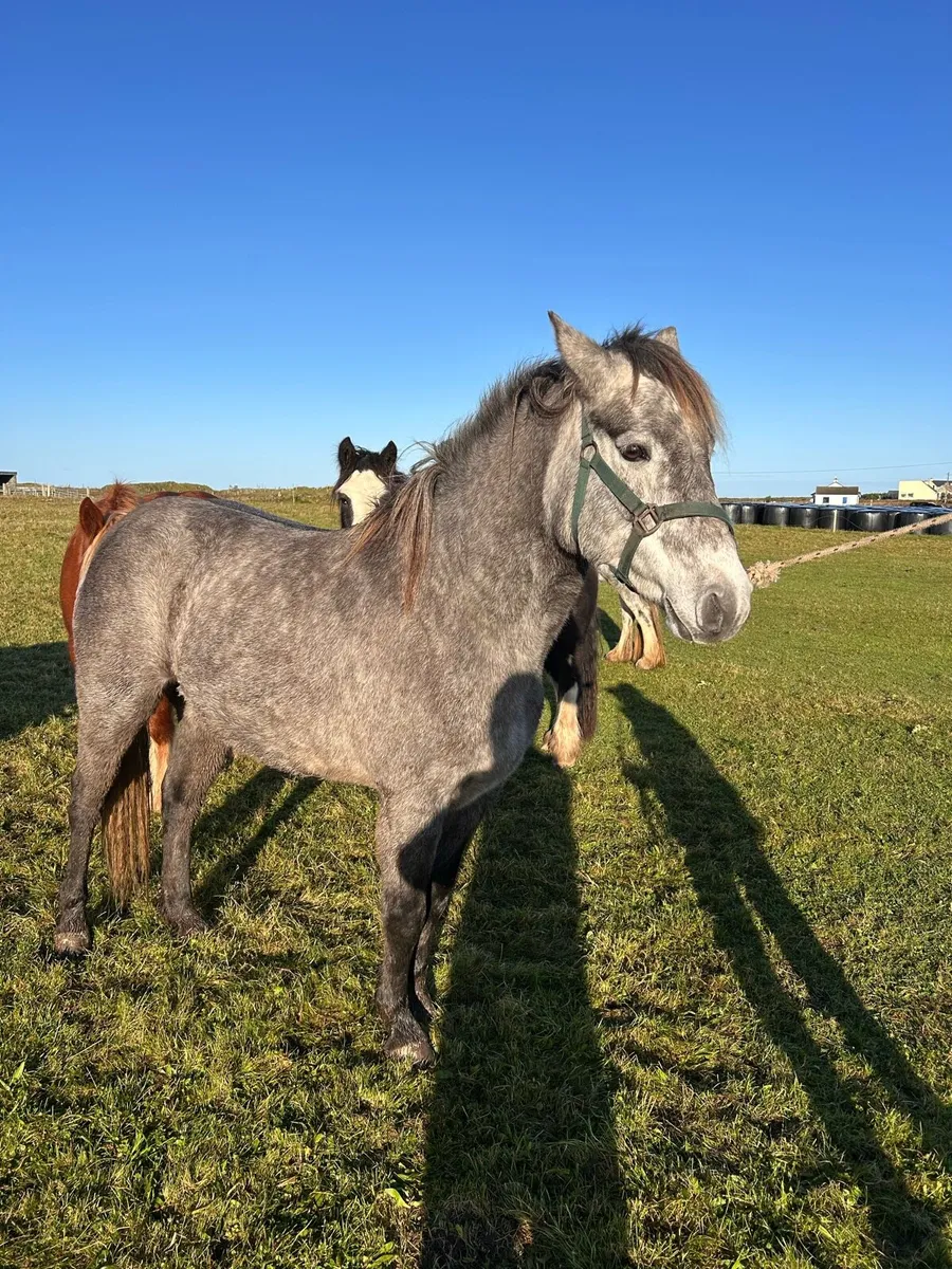Connemara filly - Image 2