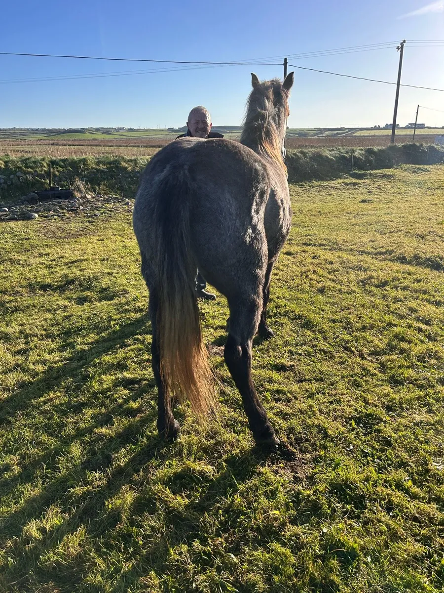 Connemara filly - Image 3