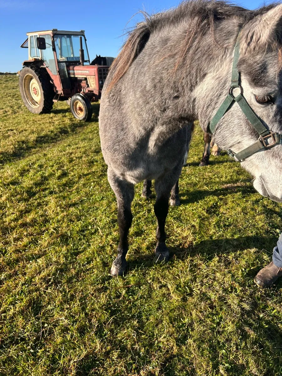 Connemara filly - Image 4